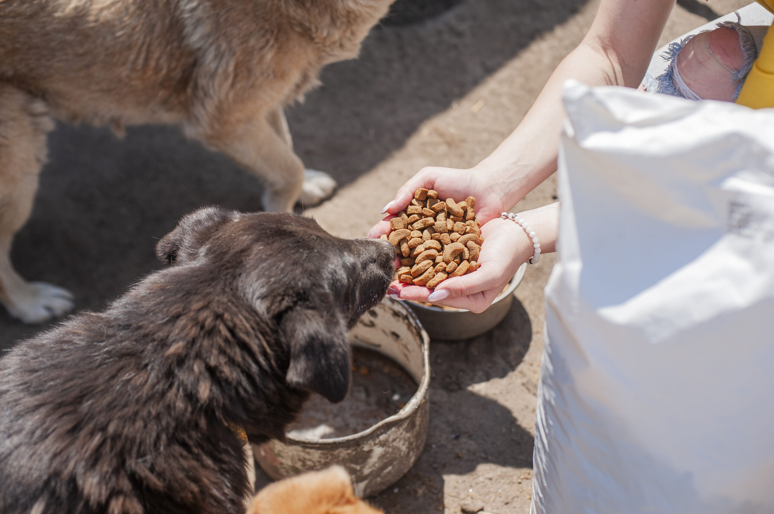 A home for the voiceless